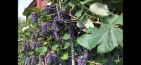 Sweet Seedless Fruit Grape for sell