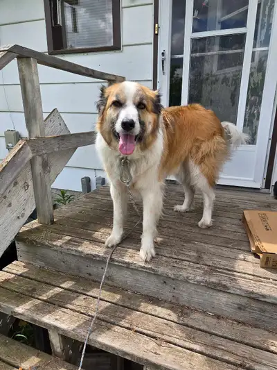 Dog for rehoming, View more