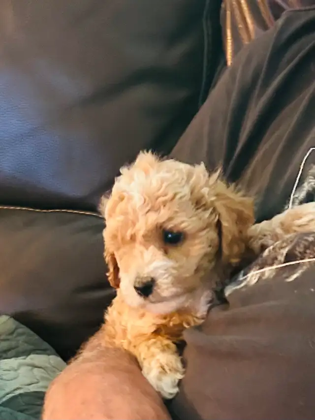 Beautiful Cavapoo Puppies in Dogs & Puppies for Rehoming in Markham / York Region - Image 9