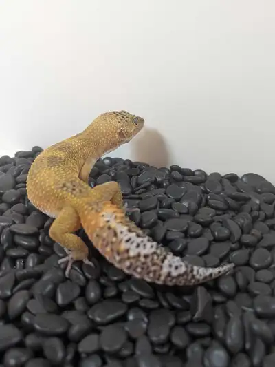 Genetics: Tangerine Het Tremper Ablino Sex: Female Hatch Date: September 20 2024 Parents: Cinderella...