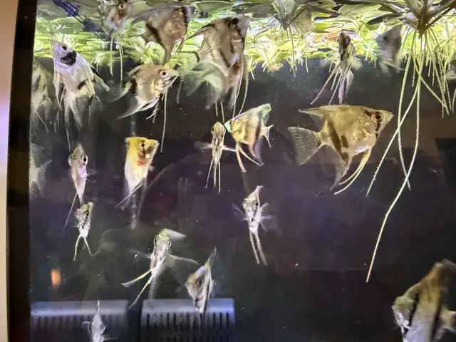 Mixed Angelfish in Fish for Rehoming in Richmond - Image 3