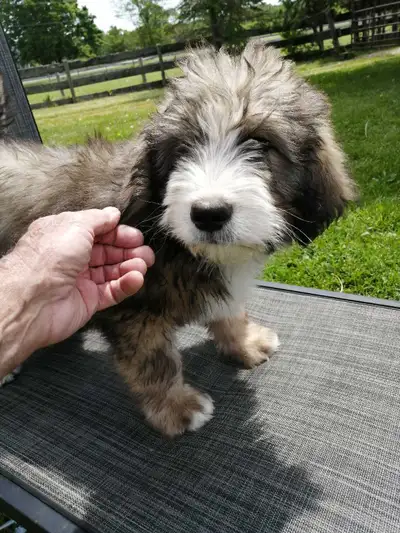 F1 Bernedoodles Emotional Support Dog's, View more