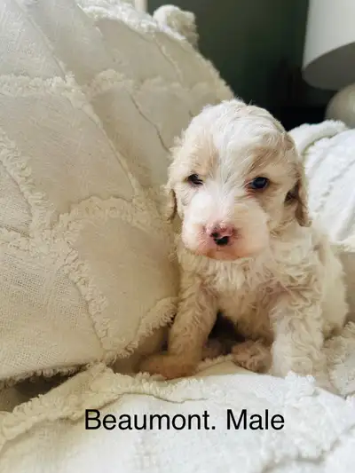 Stunning Cockapoos. , View more