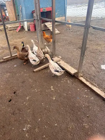 2 Roan x  duck hens, View more