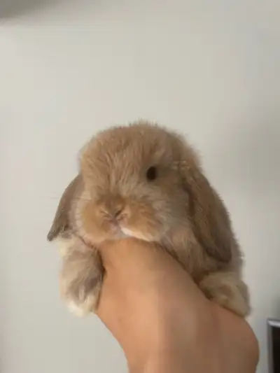 bébé lapin caramel bélier hollandais nain femelle, View more