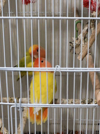 Love birds for sell  two for $250 