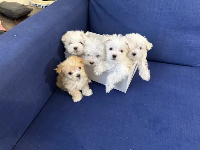 Morkie Puppies in Dogs & Puppies for Rehoming in Ottawa - Image 3