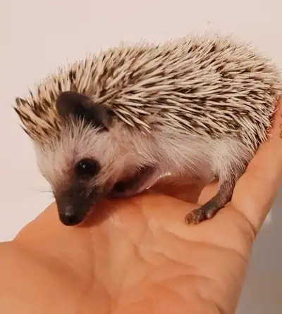 ♥Delivery habitats inclusions PLATINUM baby hedgehogs Sweet!! Plz Text for fastest response *Habitat...