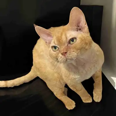 Red Devon Rex Male 9 ans C’est un amour Il est tellement affectueux ,c’est le chat ideal. Castré Mic...