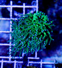 Indo torch coral 2 heads 