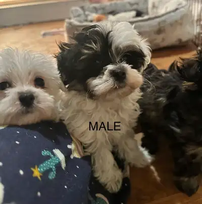 Morkie-poo Puppies- Maltese/yorkie-Poodle, View more