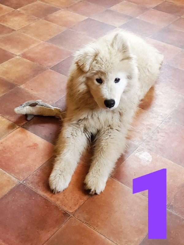 Samoyed puppies. Dogs & Puppies for Rehoming Kelowna Kijiji