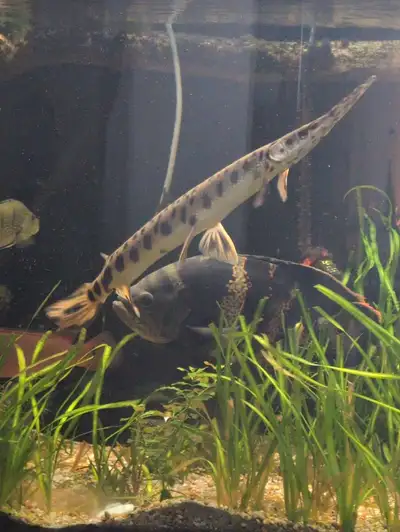 Selling an approximately 18-20 inch Gar, thriving in a home aquarium environment. This fish is a uni...