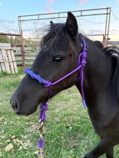 Project mini Mare, View more
