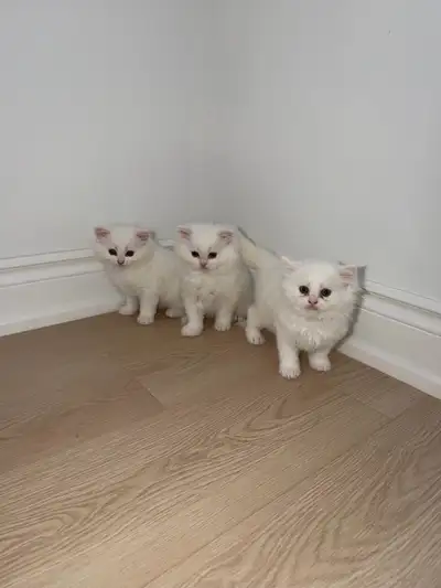 Persian Kittens , View more
