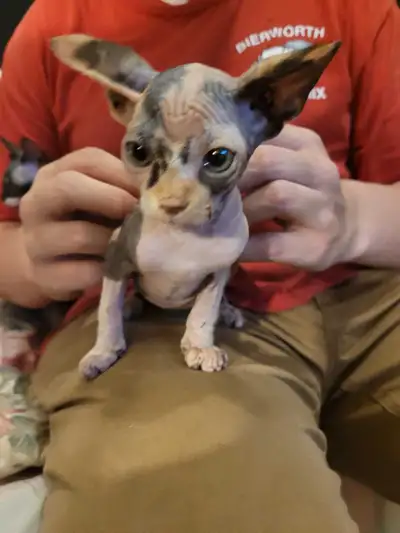 Sphinx kittens, View more