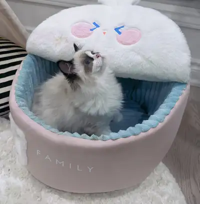 Cuddly BlueEyed Ragdoll Girl • Loves People • Ready for Her Home, View more
