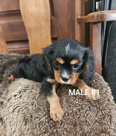 Cavalier King Charles Spaniel Puppies , View more