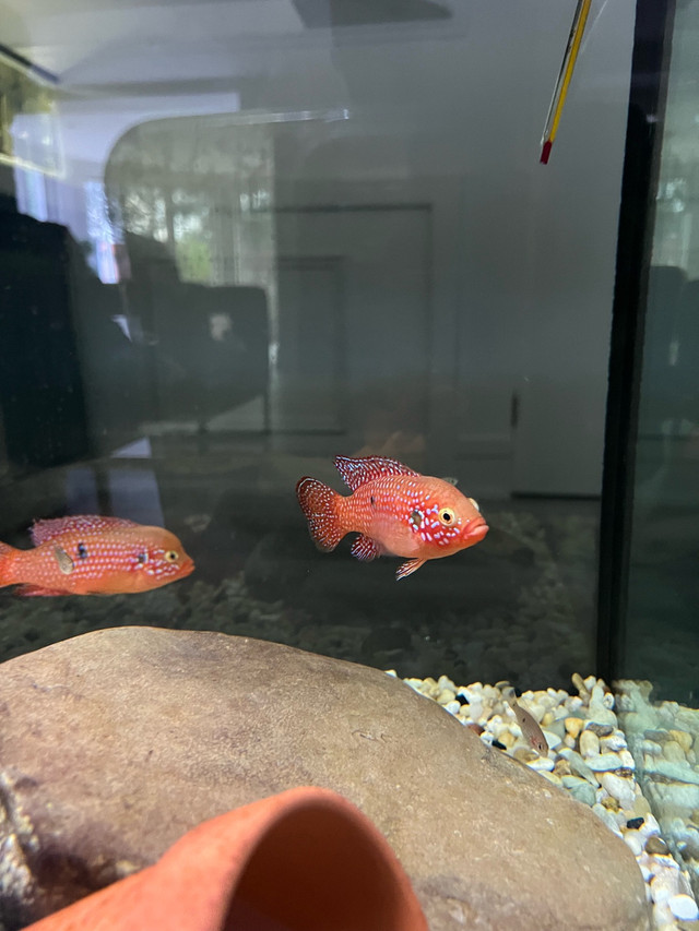 red jewel cichlids over 2” in Fish for Rehoming in Mississauga / Peel Region - Image 2