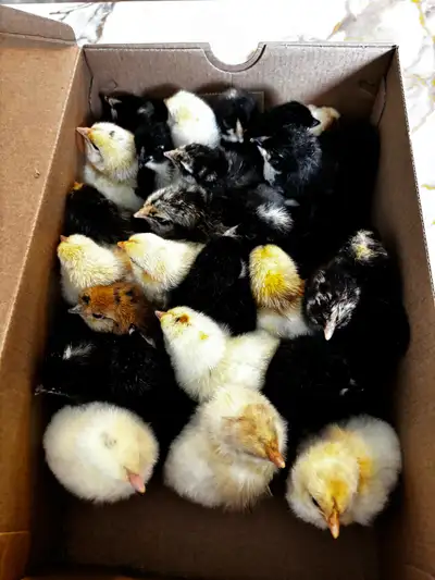 Day Old Chicks, View more
