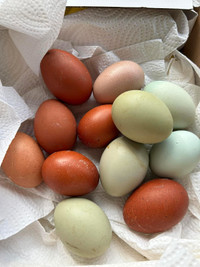 White Marans & Silverudd Isbar Hatching Eggs