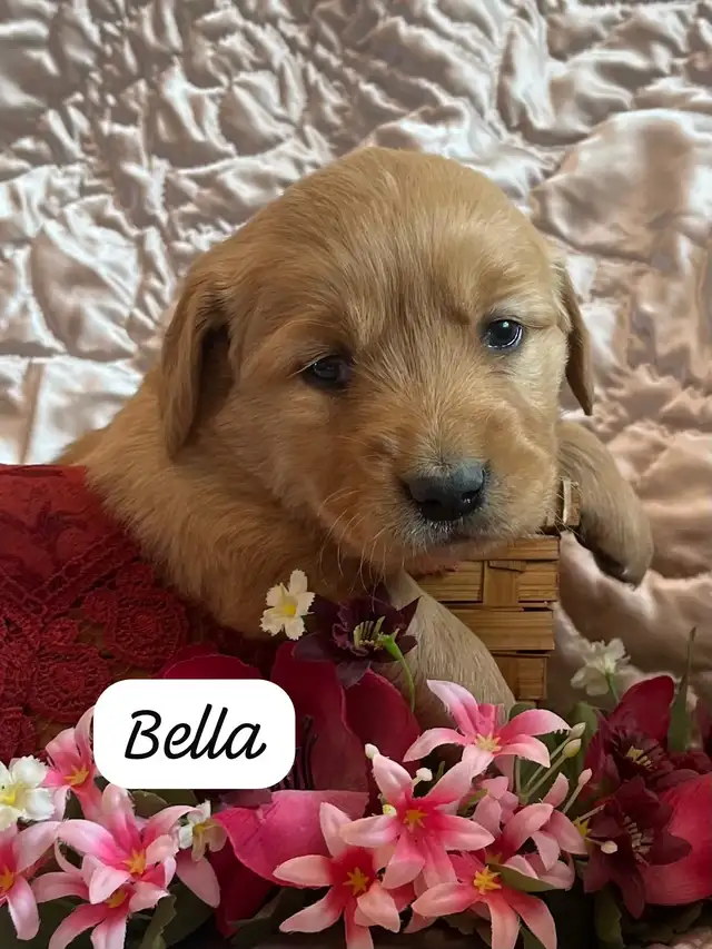 Golden Retriever - Pure bred in Dogs & Puppies for Rehoming in Kitchener / Waterloo - Image 7