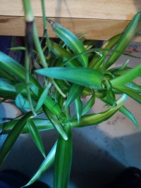baby spider plant 3 for $5 or spider plant in pot 1 for $5