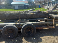 10 ft x 20 inch wide Basswood log for sale