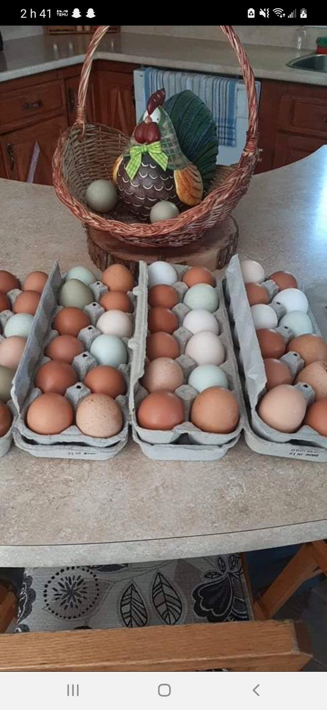 Oeuf frais dans Animaux de ferme  à Sherbrooke