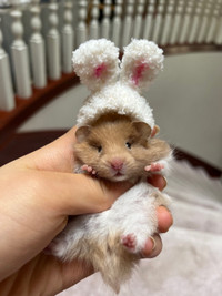 Happy Easter hamster