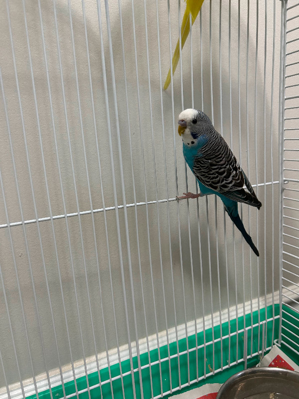 Budgies for sale dans Oiseaux à adopter  à Région de Mississauga/Peel - Image 4