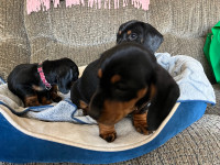 Miniature Dachshund Puppies 