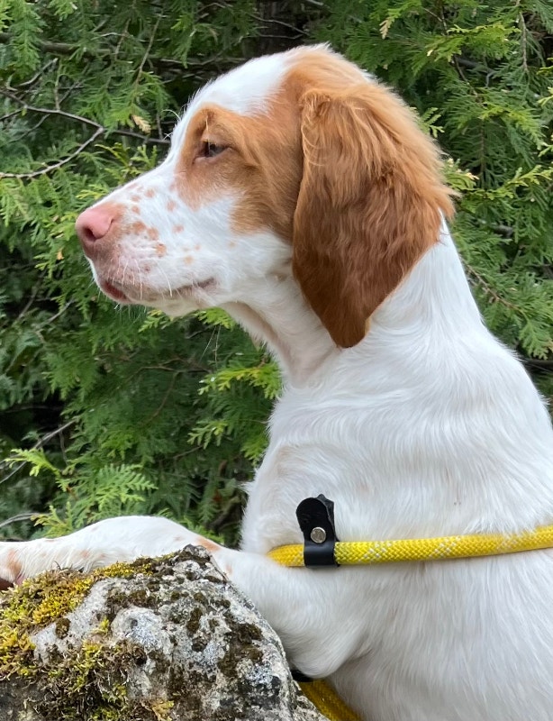 Purebred Brittany Spaniels Dogs & Puppies for Rehoming Owen Sound