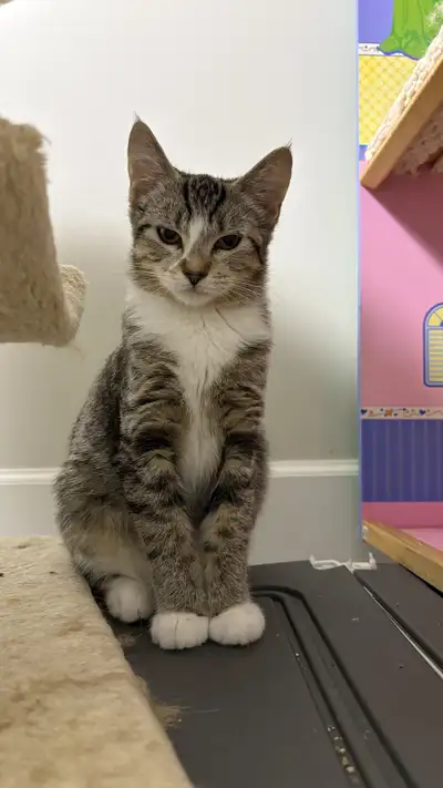 6 months old tabby kitten girl , View more