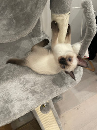 Adorable 2 month old Siamese kitten needs a loving home!