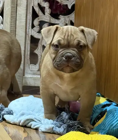 micro bulldogs discounted, View more