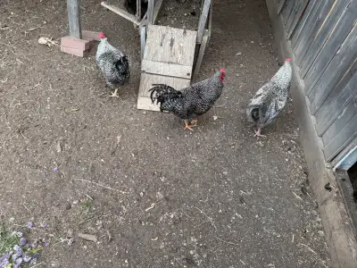 Beautiful 18 week old roosters. 5 ready to go