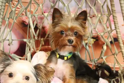Male teacup Yorkie, View more