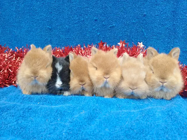 EXTRAORDINARY Netherland dwarf,Holland lop,lionhead bunny rabbit in Small Animals for Rehoming in Ottawa - Image 2