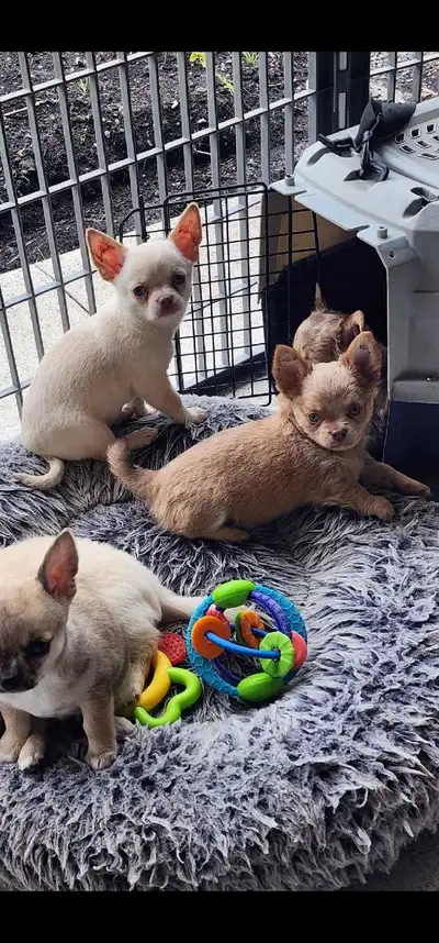 Chihuahua female puppies from Reputable Breeder, View more
