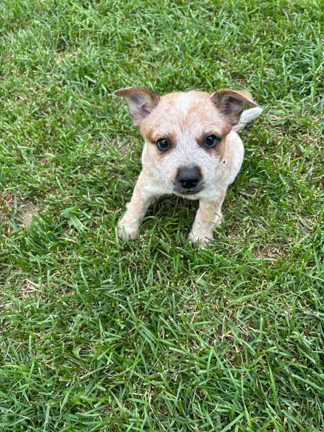 Heeler puppies in Dogs & Puppies for Rehoming in St. Albert - Image 4
