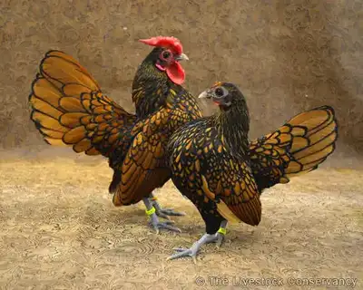 I’m looking for Sebright chicks or hatching eggs, anybody anywhere in Canada have these available fo...