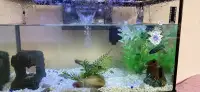 Aquarium avec poisson 