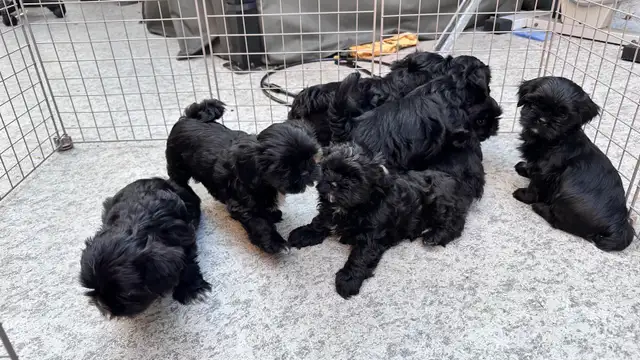 Shih tzu Puppies (Black)  - 5 Females & 2 Males in Dogs & Puppies for Rehoming in Vernon - Image 9