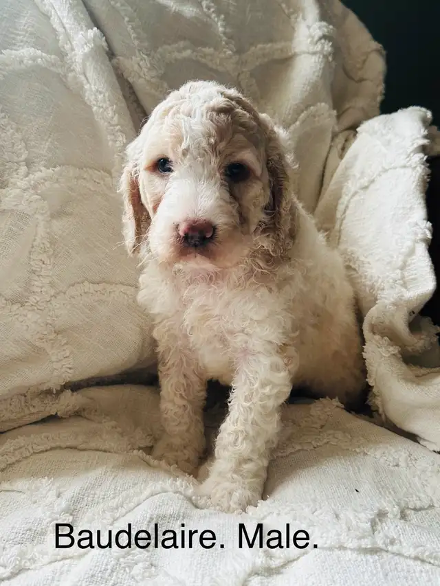 Stunning Cockapoos. in Dogs & Puppies for Rehoming in Edmonton - Image 5