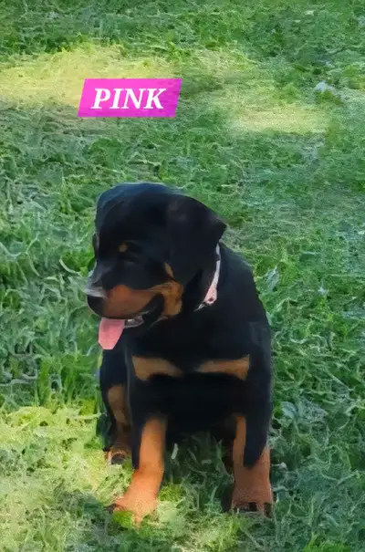 ADORABLE ROTTWEILER PUPPIES,READY FOR THEIR  NEW HOME NOW, View more