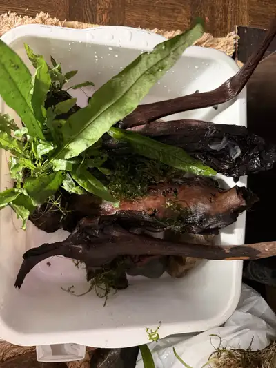 four pieces of driftwood wiht a driftwood and Java fern, View more