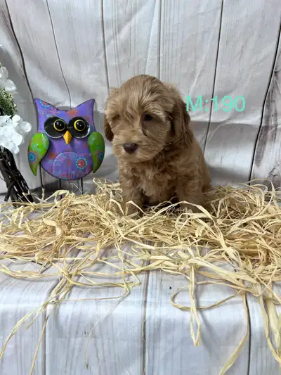 Mini et Moyen Goldendoodle, View more