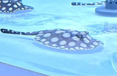Female SWC Stingray (SW x BD), View more