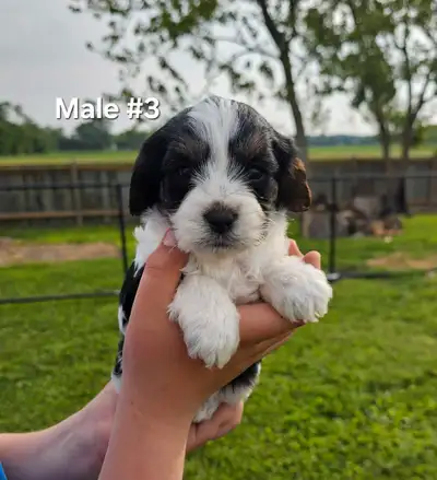 I have a beautiful litter of yorkalier puppies. Puppies will be vet checked dewormed and have their...
